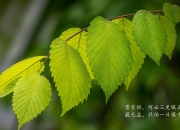 开云官网-绿茵王座的不朽铭文，2026世界杯E组，巴西铁蹄踏破枫叶，萨内以星光刻写唯一传奇