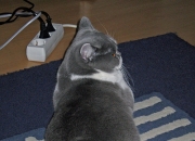 开云官网-隔空的交响，当意甲绿茵的硝烟，撞见恩比德艺术的暴扣