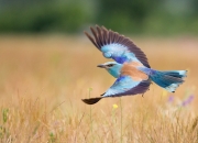 开云APP-扩展思维后拟定的文章标题