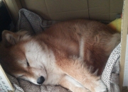 开云体育平台APP-油门踩到底，疆域重新定义，F1轰鸣与篮球撞击合奏的新时代序曲