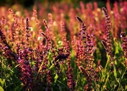 开云体育登录-紫百合凋零之夜，当尼日利亚铁骑在佛罗伦萨赛道收割世界冠军