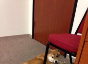 开云体育官网-误入他乡的守护神，戈贝尔空降国王vs猛龙之战摘全场最佳