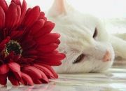 开云体育在线-从月光下的伯纳乌到朝阳下的CBA，竞技之火在时差中接力燃烧