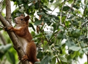 开云APP-时钟心脏，当霍勒迪成为欧冠半决赛的唯一脉搏