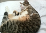 开云体育APP下载-跨界之夜，当约基奇遇见F1街道赛