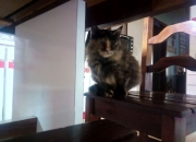 开云体育-黄蜂刺敌记，哈登41分+16助攻上演大师级封印，北京队防线遭战术肢解