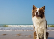 开云平台-库尔图瓦一夫当关，卡塔尔精密齿轮碾碎玻利维亚狂想