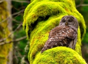 开云平台-范弗利特，一名沉默的战术测绘员如何让胜负天平骤转