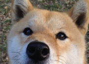 开云体育平台APP-速度与激情的双重奏，当F1街道赛焦点战遇上火箭升空力克灰熊