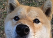 开云体育平台APP-速度与激情的双重奏，当F1街道赛焦点战遇上火箭升空力克灰熊