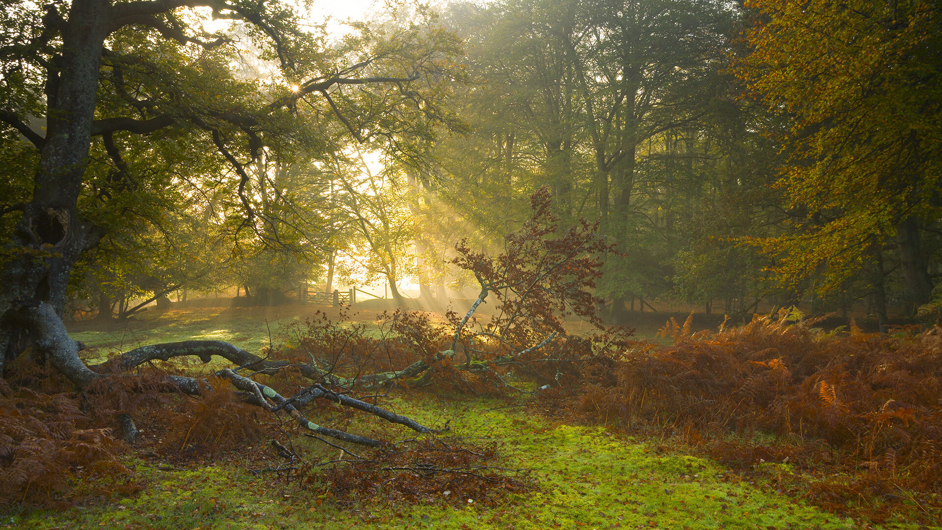 寂静与喧嚣的量子纠缠，欧文在F1争冠之夜的观测者效应