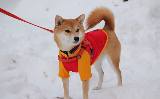 戈贝尔式铁壁，当辽粤争霸遇见防守的艺术