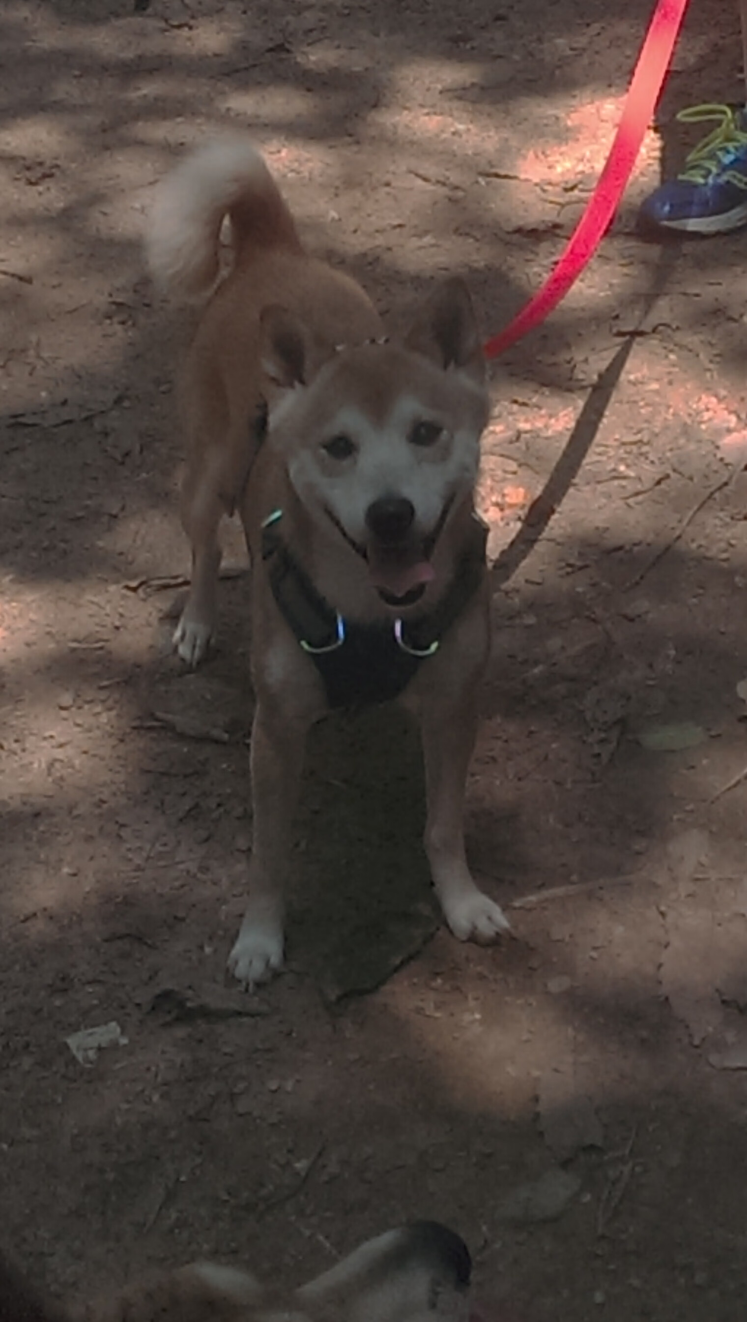 赢家基因，从绿茵场到F1赛道，尤文与卡拉斯科的平行宇宙