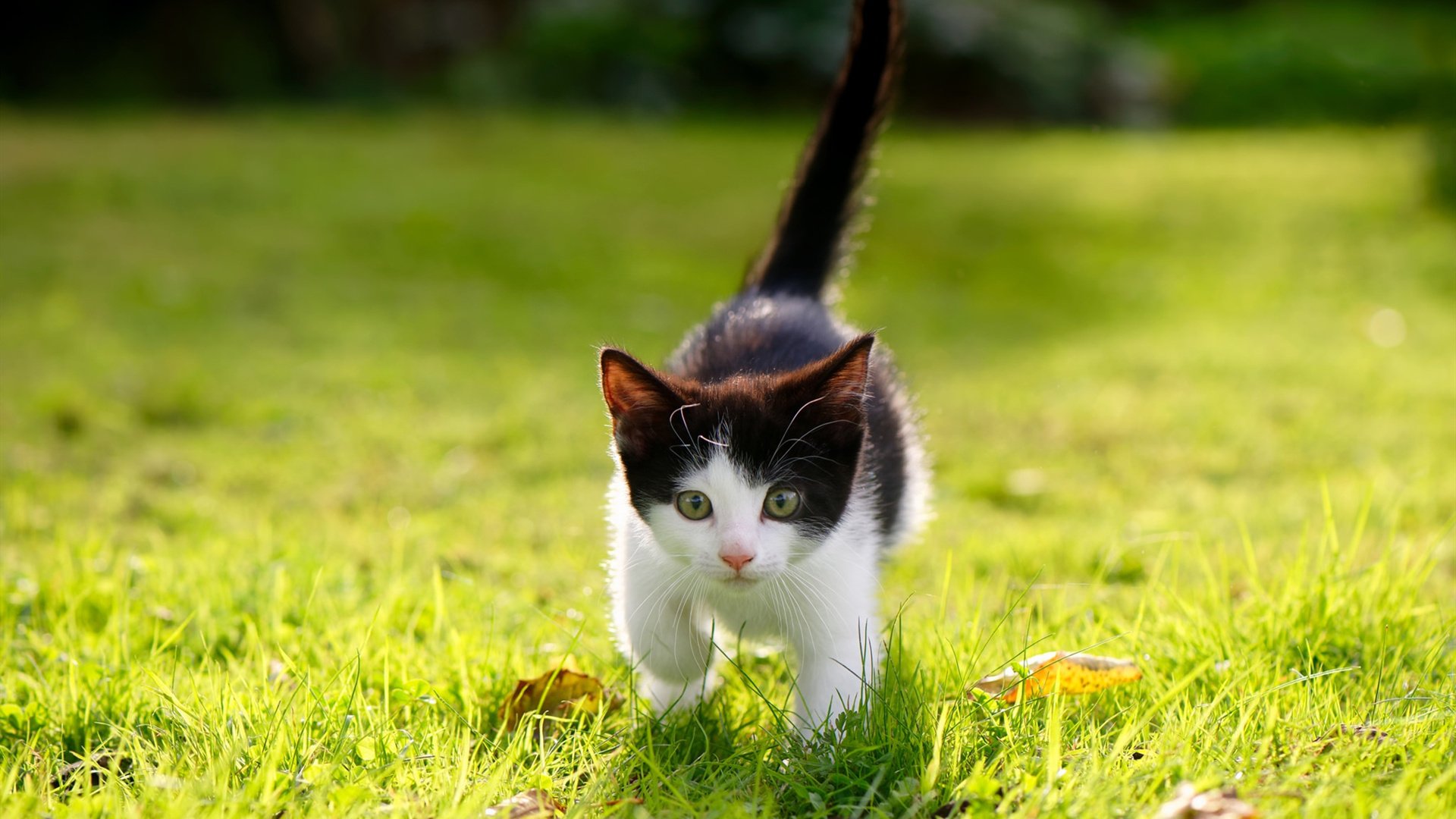 一己之力与全队苦战，黄喜灿的刀与威尔士的盾，足球的两种决定性瞬间