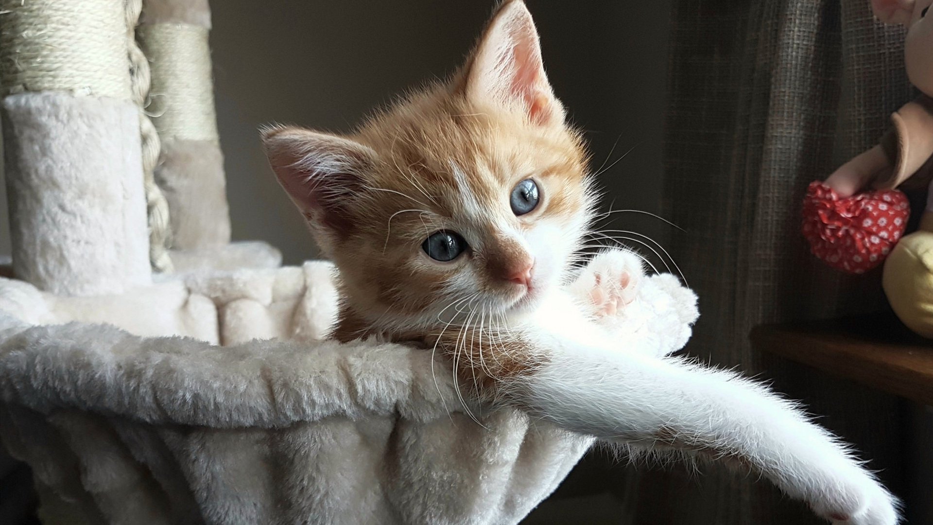 弑龙者，塔图姆单骑救主，凯尔特人险擒开拓者