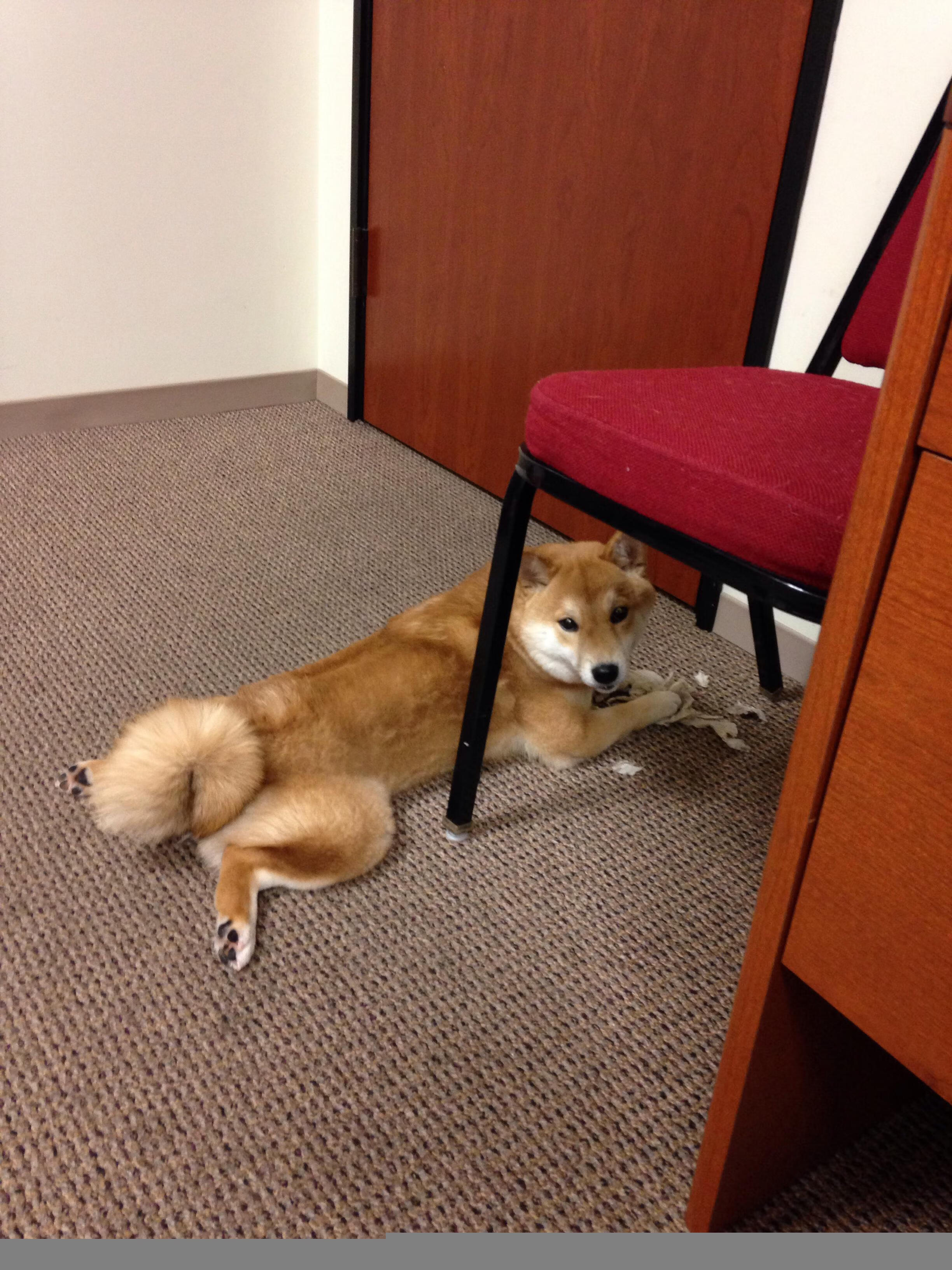 误入他乡的守护神，戈贝尔空降国王vs猛龙之战摘全场最佳