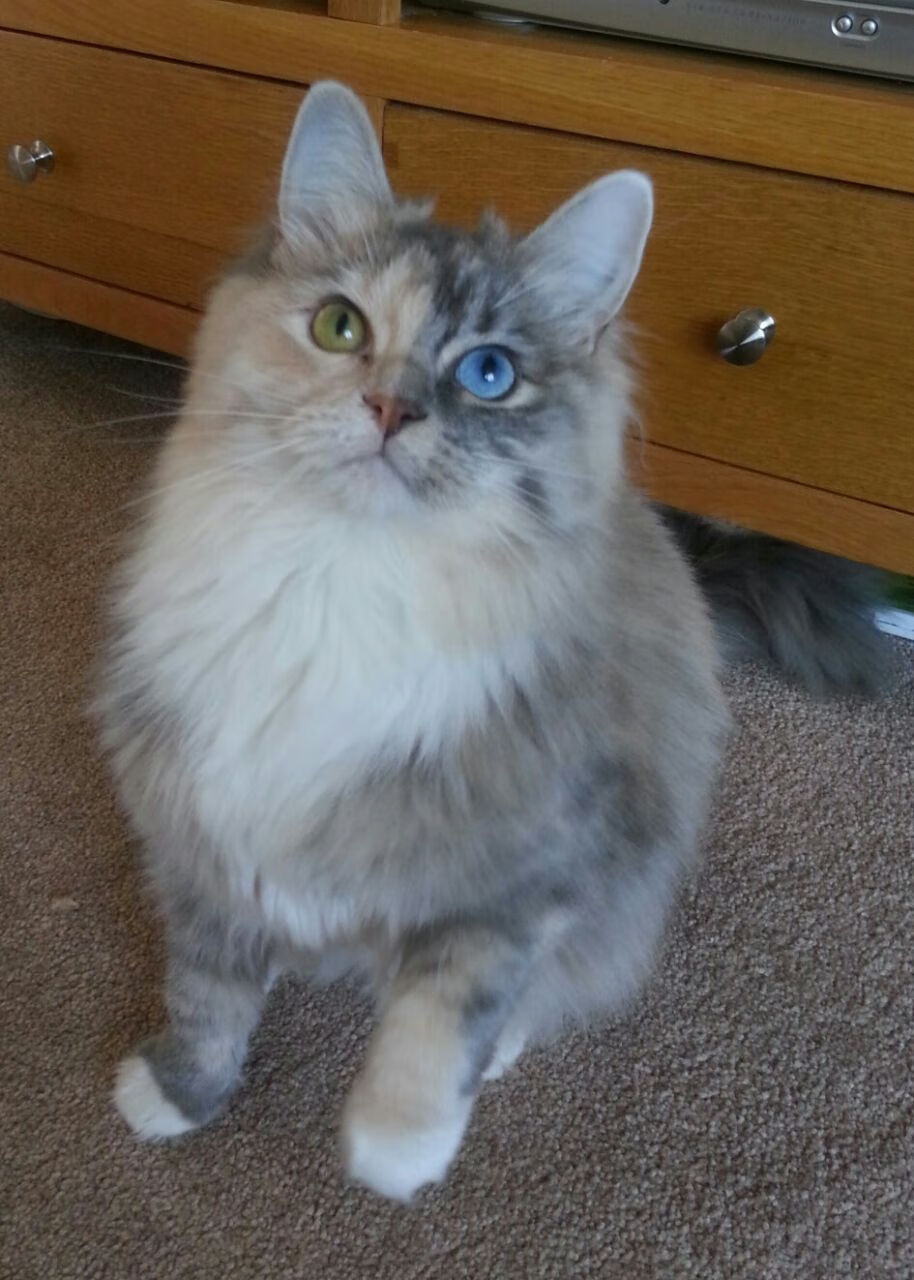 艺术与绞杀，佛罗伦萨如何用维尼修斯的尖刀刺穿土耳其防线