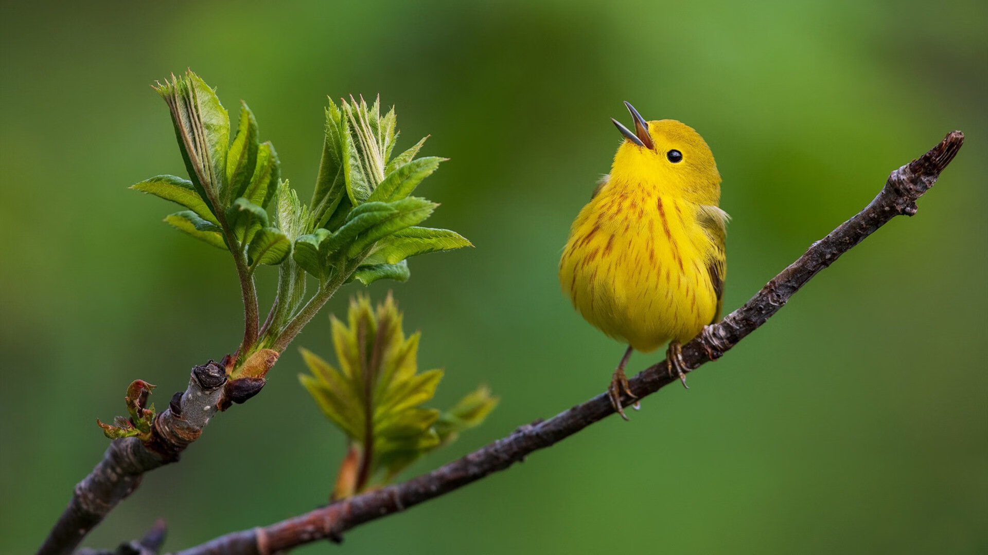 权力制衡，阿坎吉如何用缓慢的节奏，瓦解了马德里竞技的战争机器？