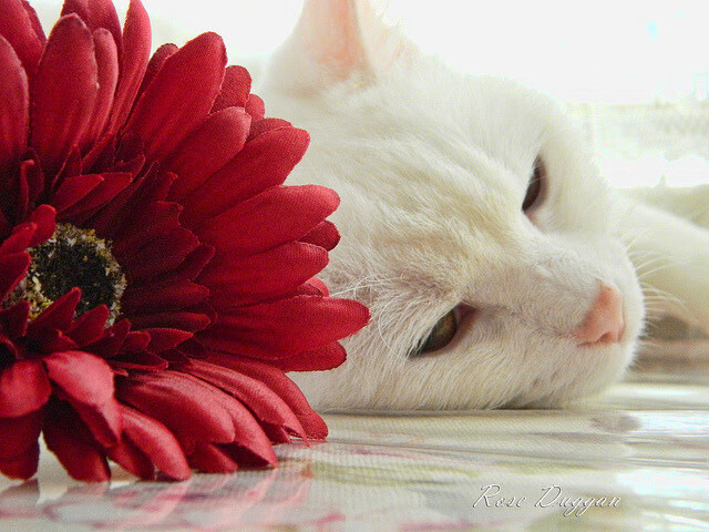 从月光下的伯纳乌到朝阳下的CBA，竞技之火在时差中接力燃烧