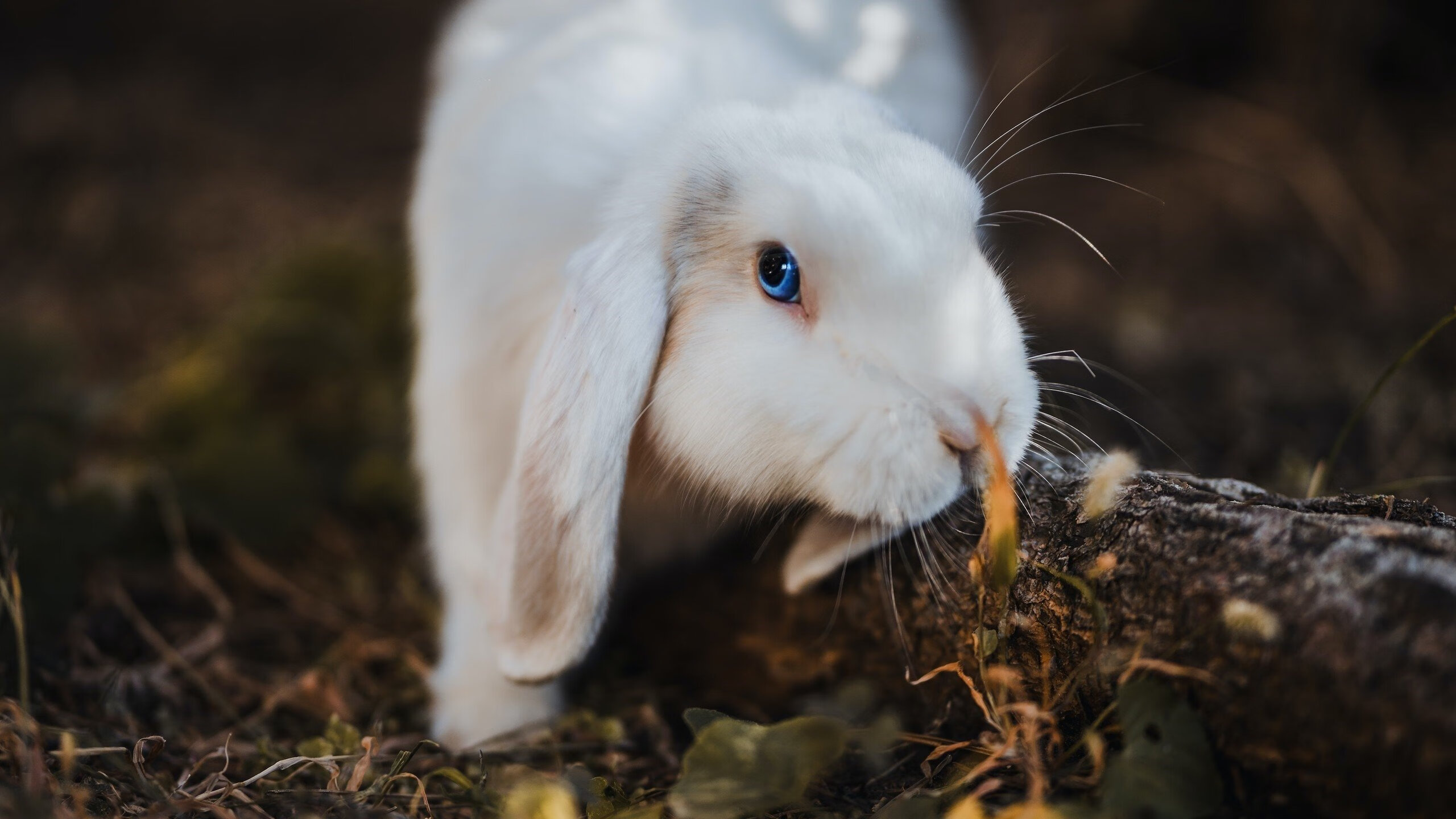 当篮球心脏在绿茵场搏动，字母哥的欧冠节奏革命