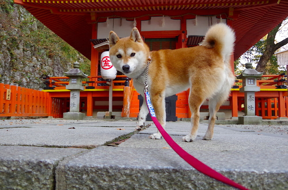 双子星闪耀！加克波数据全面爆炸，牙买加速攻风暴掀翻智利