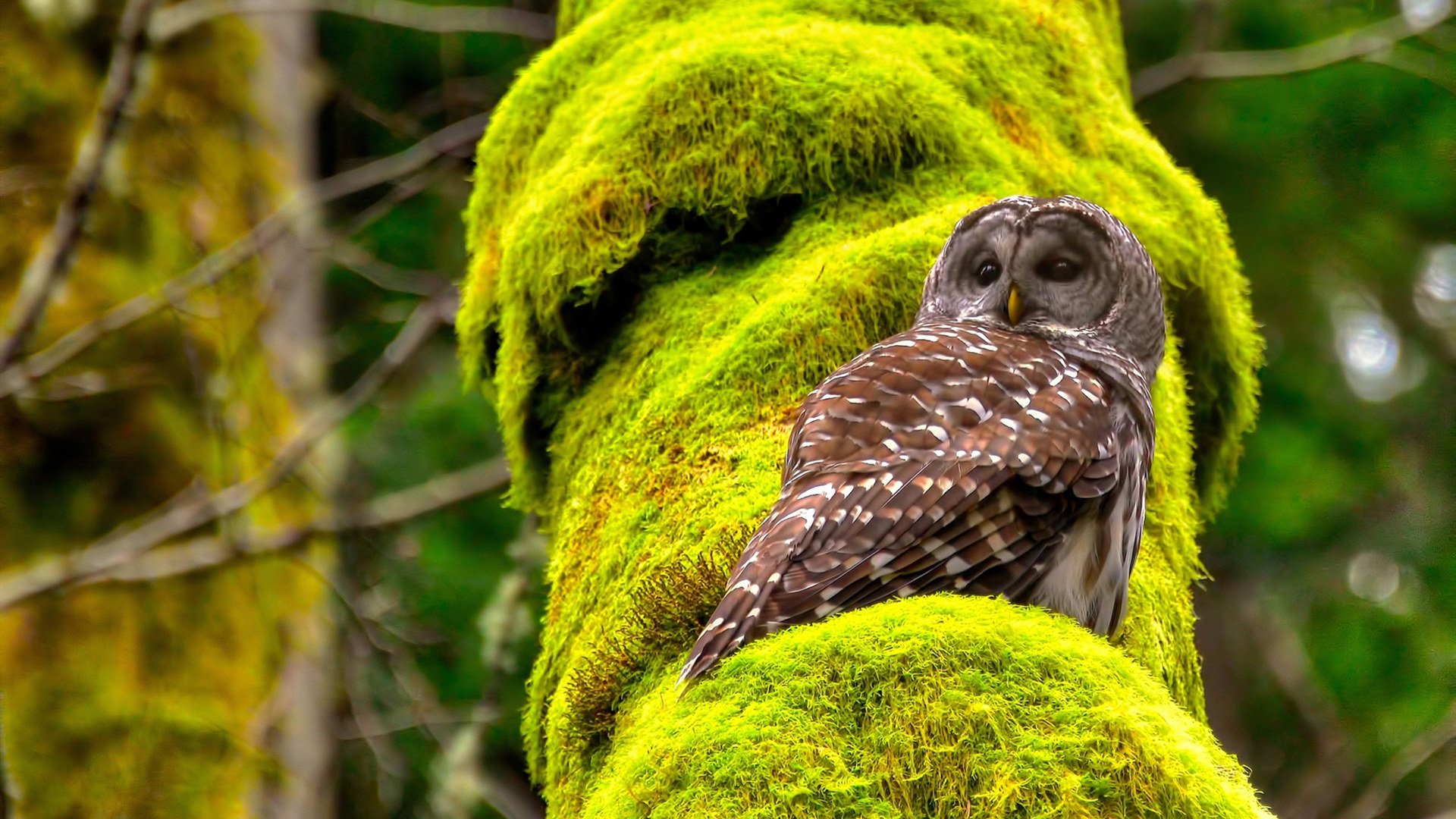 范弗利特，一名沉默的战术测绘员如何让胜负天平骤转