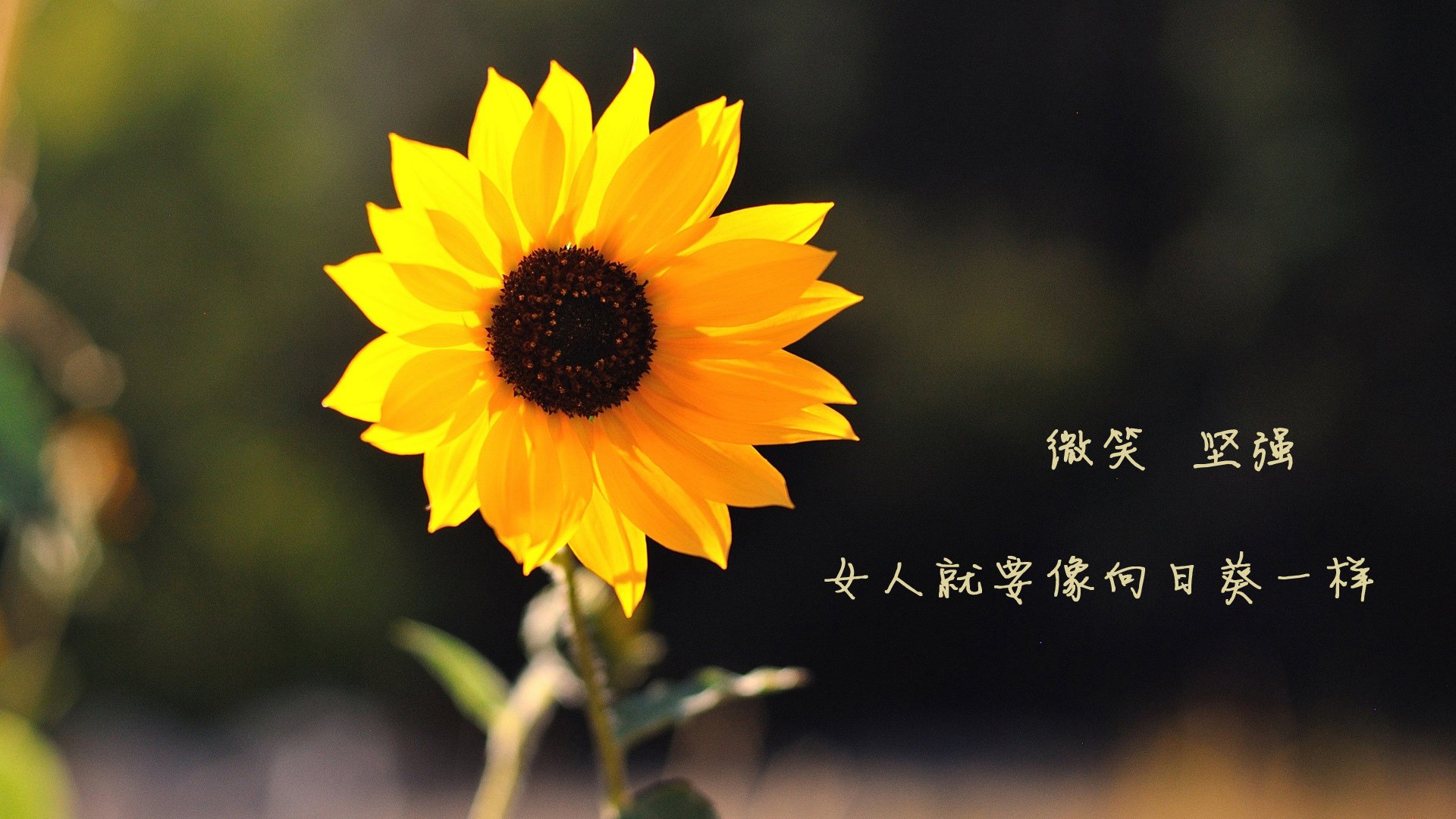 戈麦斯攻防一体，葡萄牙全面压制佛罗伦萨—一场教科书式的统治