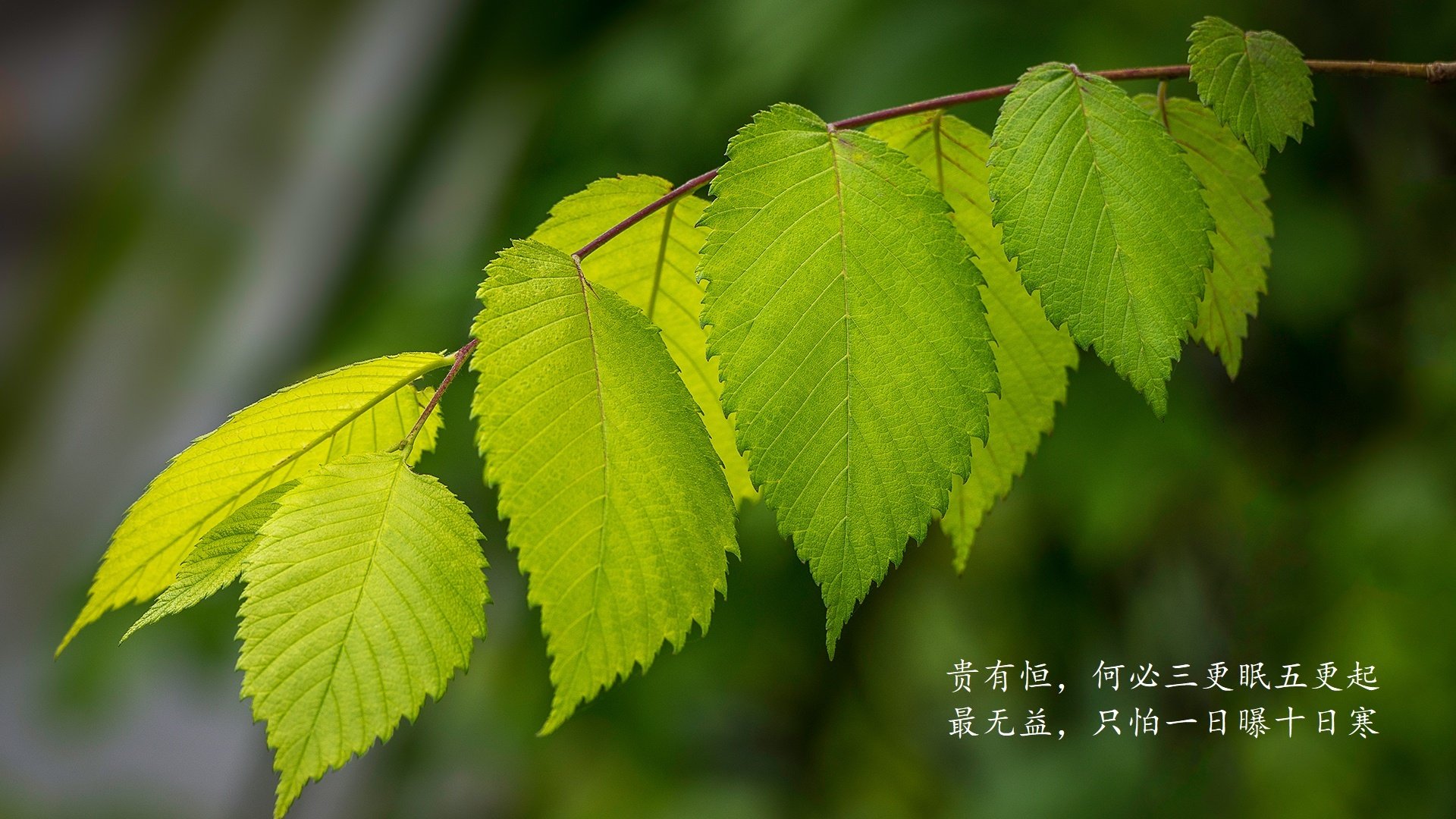 绿茵王座的不朽铭文,2026世界杯E组,巴西铁蹄踏破枫叶,萨内以星光刻写唯一传奇